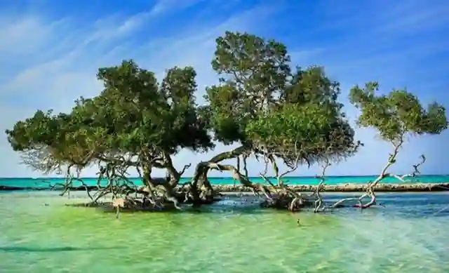 Marsa Alam reef